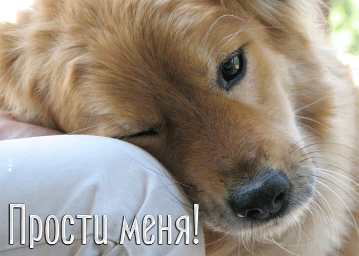 Postcard трогательная картинка с собакойй прости меня