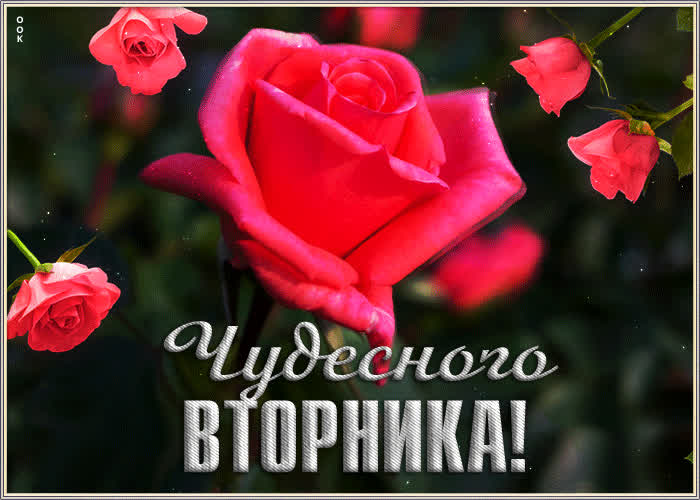 Picture трогательная открытка с розами чудесного вторника!