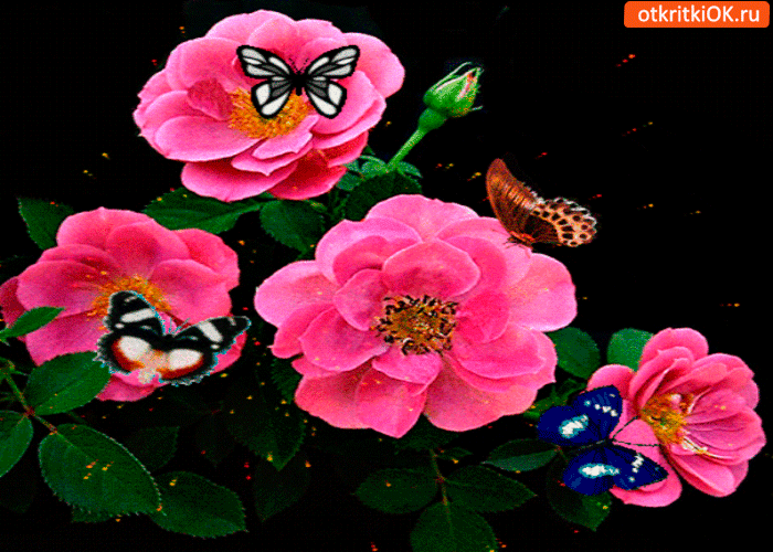 Картинка цветы и бабочки тебе