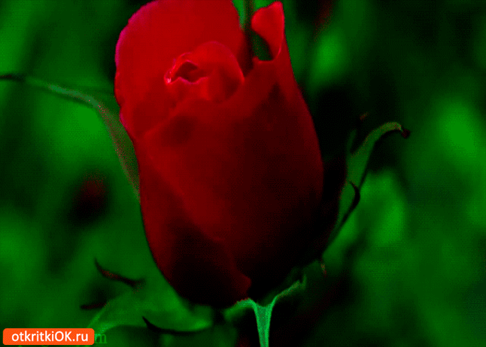 Картинка цветущая роза для тебя