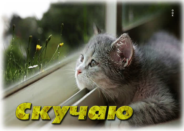 Postcard удивительная и необычная гиф-открытка с котом скучаю