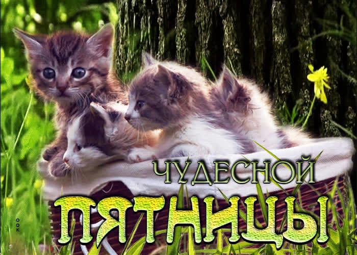 Picture удивительная открытка с котятами чудесной пятницы