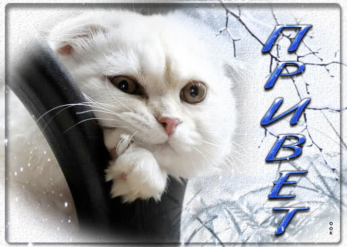 Picture уникальная открытка с белым котиком привет