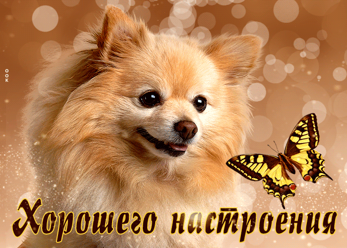Picture уникальная открытка хорошего настроения! с милой собачкой