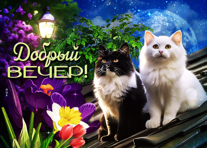 Picture уютная и спокойная гиф-открытка с котиками добрый вечер