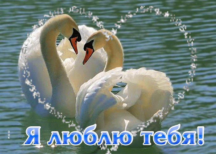 Picture вдохновенная гиф-открытка с лебедями я люблю тебя!