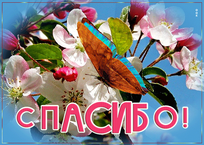 Великолепная открытка спасибо с бабочкой - Скачать бесплатно на  otkritkiok.ru
