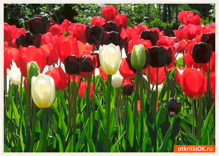 Картинка великолепные тюльпаны