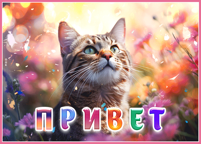 Postcard веселая и нежная гиф-открытка с котиком привет