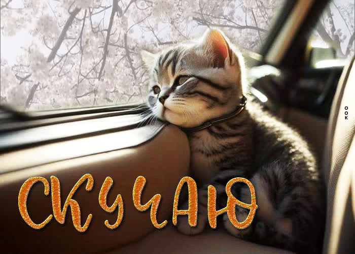Picture весенняя и свежая гиф-открытка с котиком скучаю