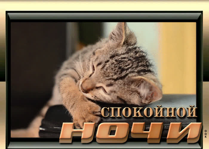 Открытка видео открытка спокойной ночи с котом