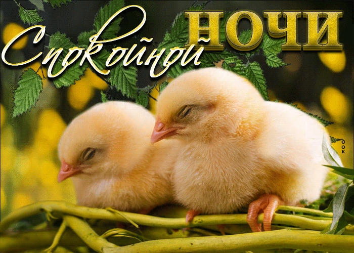 Postcard виртуальная открытка с цыплятами спокойной ночи