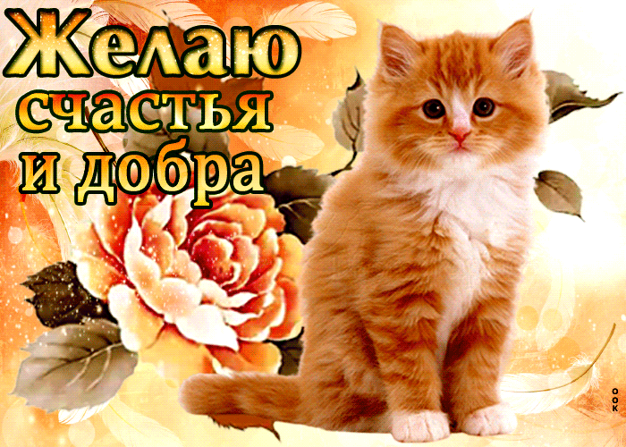 Открытка виртуальная открытка с котом, желаю счастья и добра