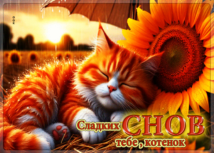 Picture волнующая гифка сладких снов тебе, котенок