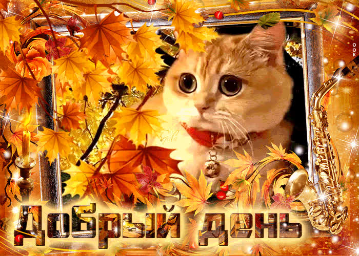 Восхитительная открытка Добрый день! С котом- Скачать бесплатно на ...