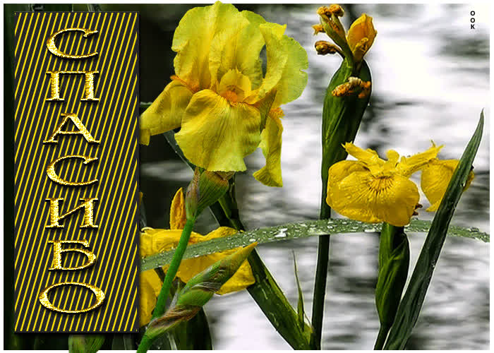 Postcard восхитительная открытка с желтыми цветочками спасибо
