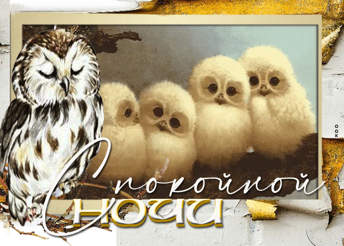 Picture восхитительная открытка спокойной ночи! с совятами