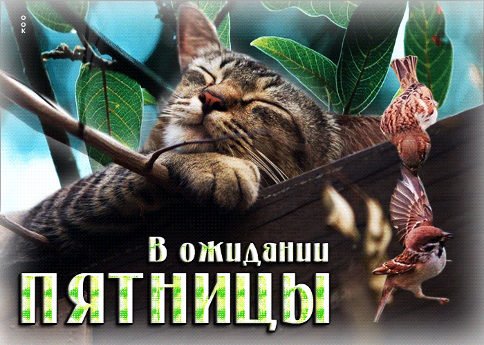 Postcard впечатляющая открытка с котиком в ожидании пятницы