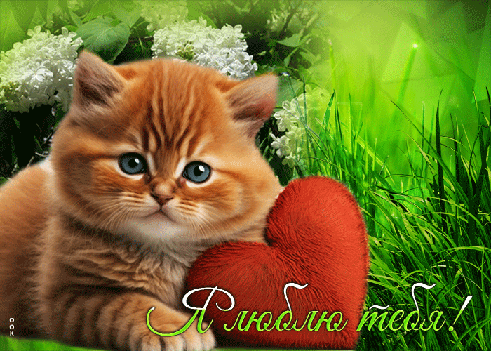 Postcard хорошая открытка с котиком и сердцем я люблю тебя