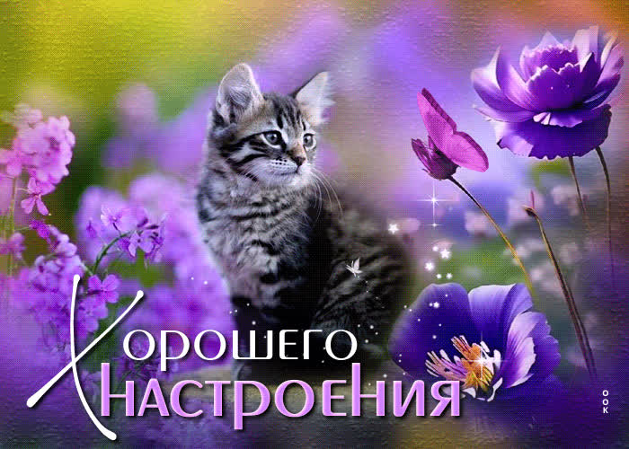 Picture яркая открытка с котенком и цветами хорошего настроения