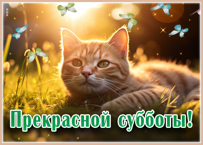 Postcard яркая открытка с котом прекрасной субботы