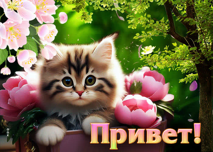 Picture яркая весенняя гиф-открытка с котенком привет