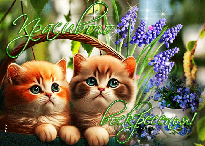 Picture забавная гиф-открытка с котятами красивого воскресенья