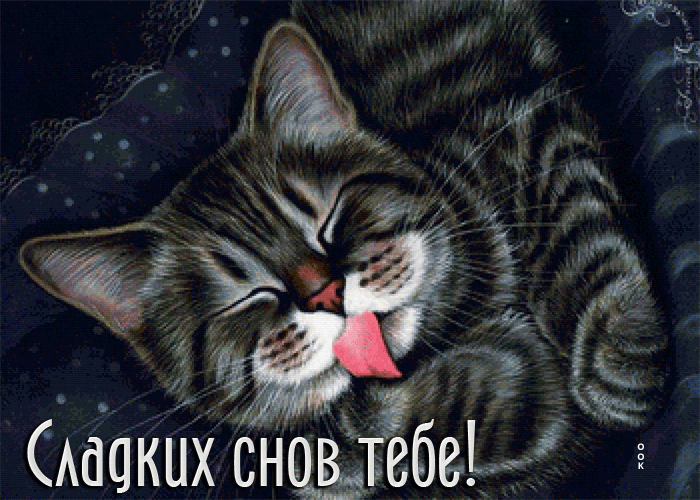 Picture забавная открытка с кошечкой сладких снов тебе!