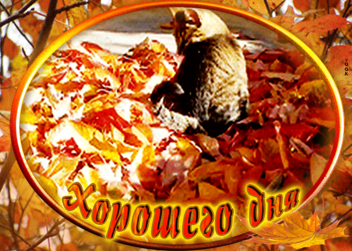 Picture забавная открытка с котом в листьях хорошего дня!