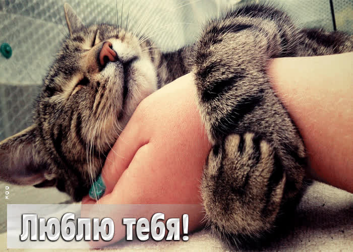 Postcard забавная открытка с милым котиком люблю тебя