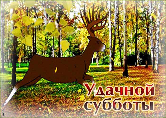 Postcard забавная открытка удачной субботы! с оленем