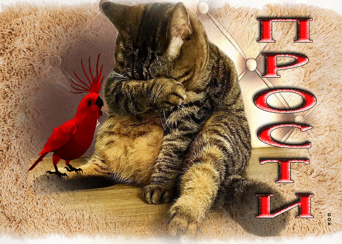 Picture задорная открытка с кошкой и попугаем прости
