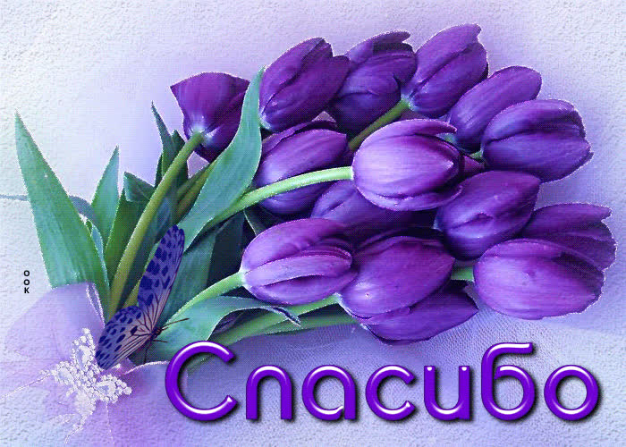 Picture загадочная открытка с фиолетовыми тюльпанами спасибо