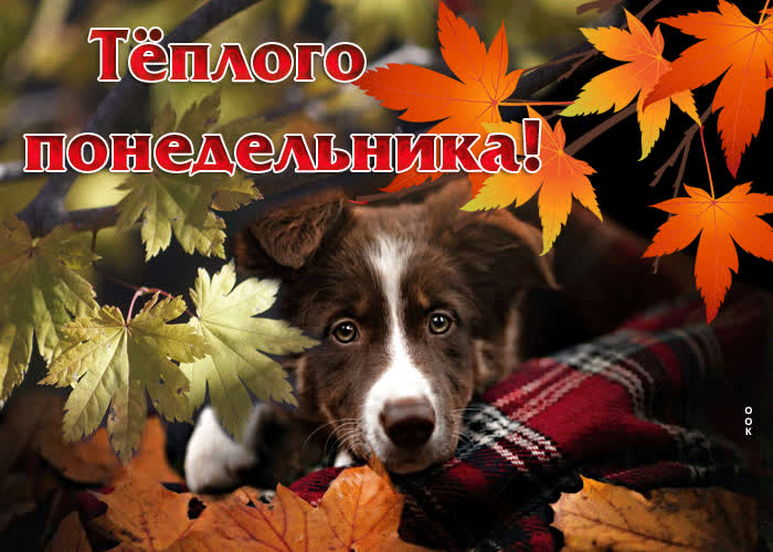 Picture завораживающая и загадочная гиф-открытка с собакой теплого понедельника