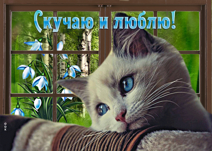 Picture захватывающая открытка с кошечкой у окна скучаю и люблю!