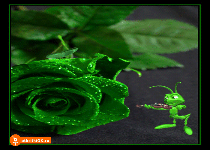 Картинка зеленая роза