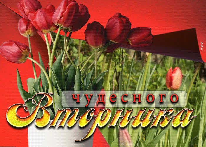 Postcard живая открытка чудесного вторника! с тюльпанами