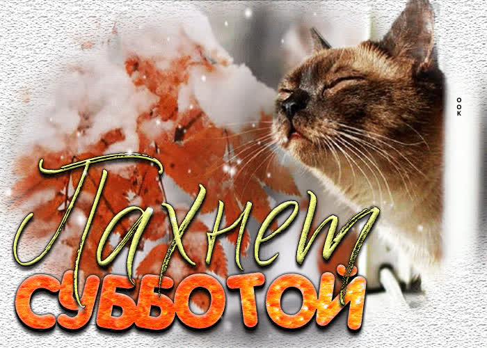 Postcard живая открытка пахнет субботой! с котиком