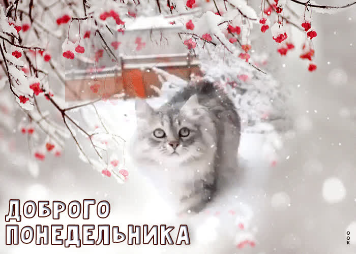 Picture живая открытка с котиком в снегу доброго понедельника
