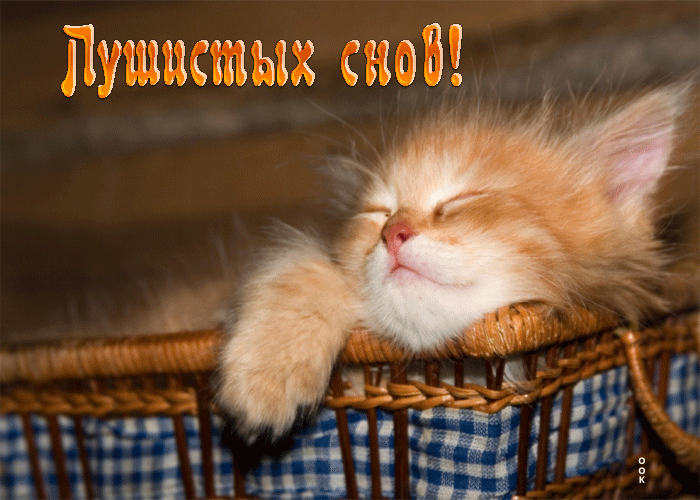 Picture живая открытка с маленьким котиком пушистых снов