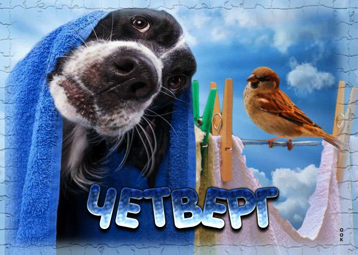 Postcard живая открытка с птичкой и собакой четверг