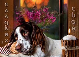 Postcard анимационная открытка сладких снов! с собакой