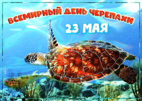Картинка анимационная открытка всемирный день черепахи 23 мая