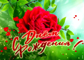 Открытка анимированная открытка с днем рождения с красной розой