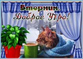 Picture анимированная открытка с котиком вторник! доброе утро