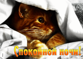 Picture безупречно выполненная открытка с котом спокойной ночи