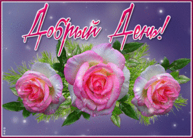 Picture блистательная открытка с розами добрый день!