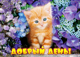 Postcard чарующая открытка с котенком добрый день