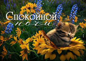Postcard чарующая открытка с котенком на подсолнухе спокойной ночи