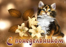 Postcard чарующая открытка с котиком с понедельником